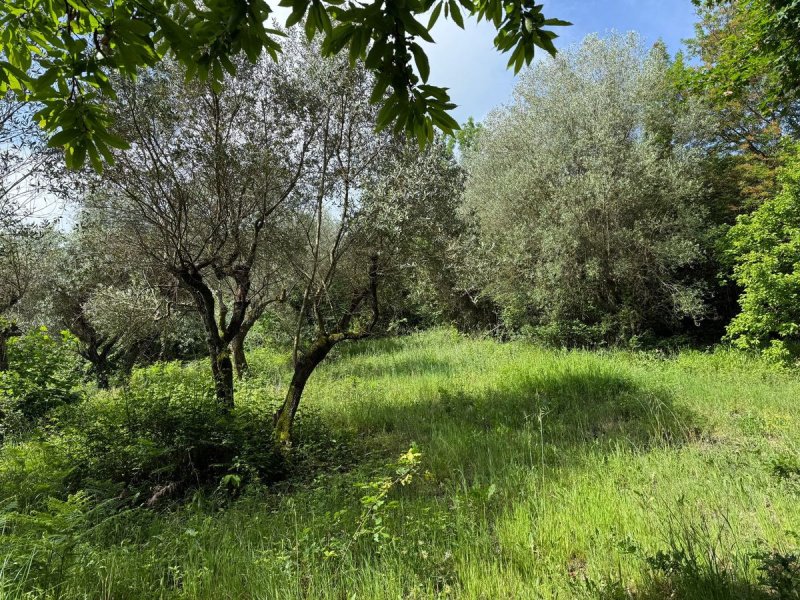 Agricultural land in Artena