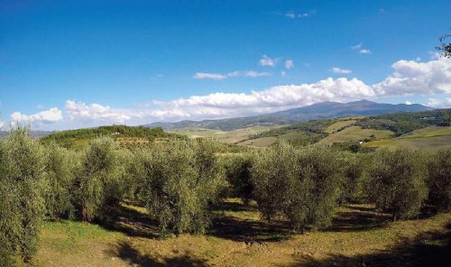 Terrain agricole à Castel del Piano