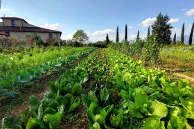 Urlaub auf dem Bauernhof in Terranuova Bracciolini