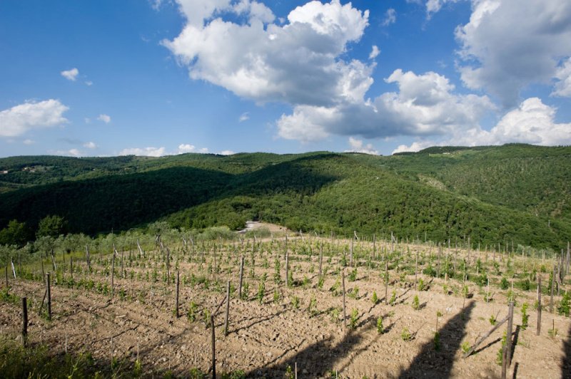 Landwirtschaftlicher Betrieb in Castellina in Chianti