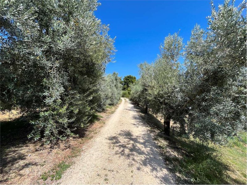 Lantställe i Osimo