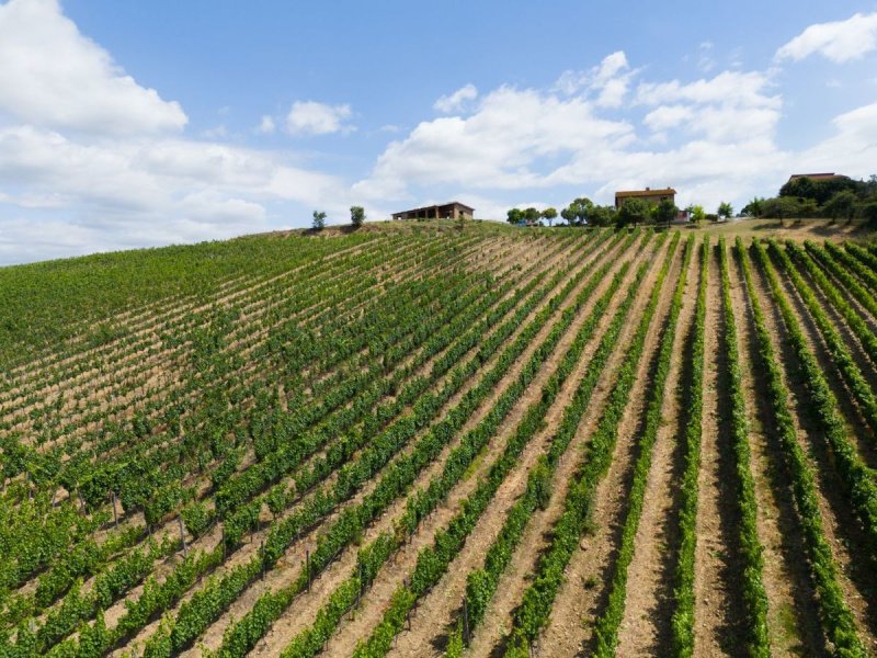 Exploitation agricole à Campagnatico