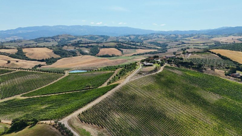Exploitation agricole à Campagnatico