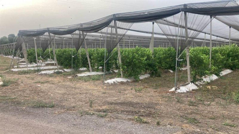 Landbouwgrond in Syracuse