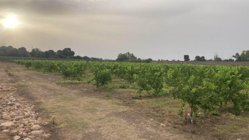 Landbouwgrond in Syracuse