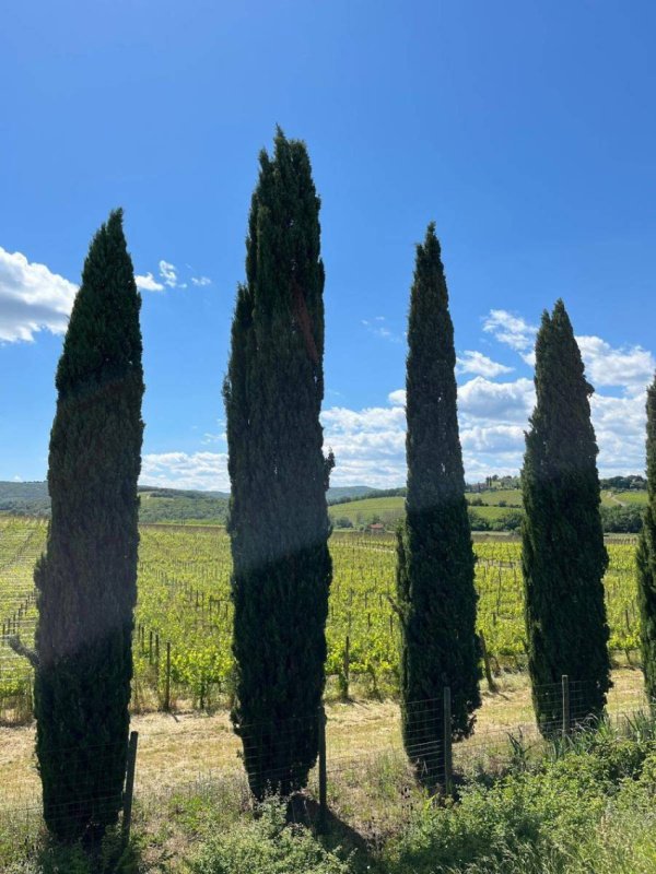 Azienda agricola a Montalcino