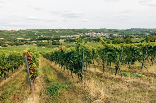 Exploitation agricole à Arzachena