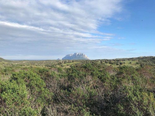 Jordbruksmark i Olbia
