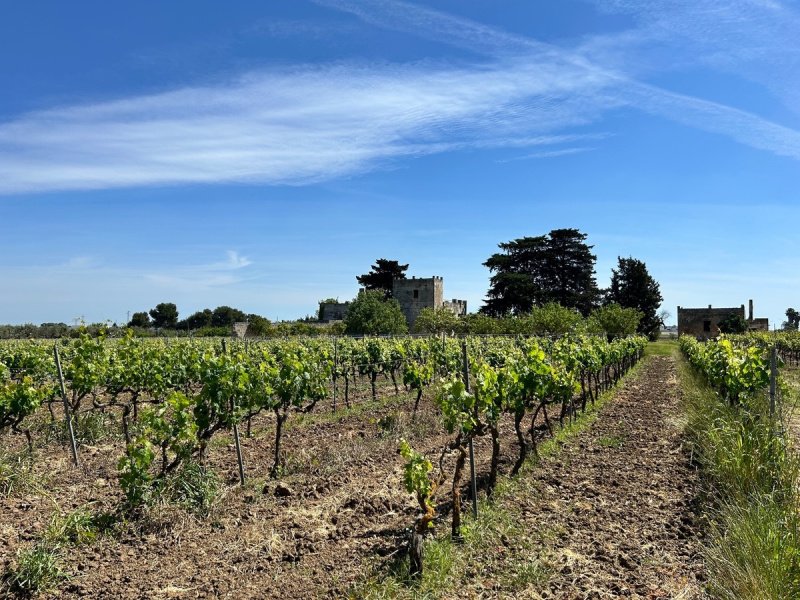 Huis in Salice Salentino