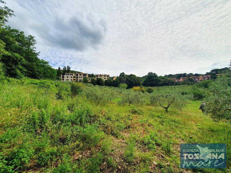 Terreno agricolo a Monteverdi Marittimo