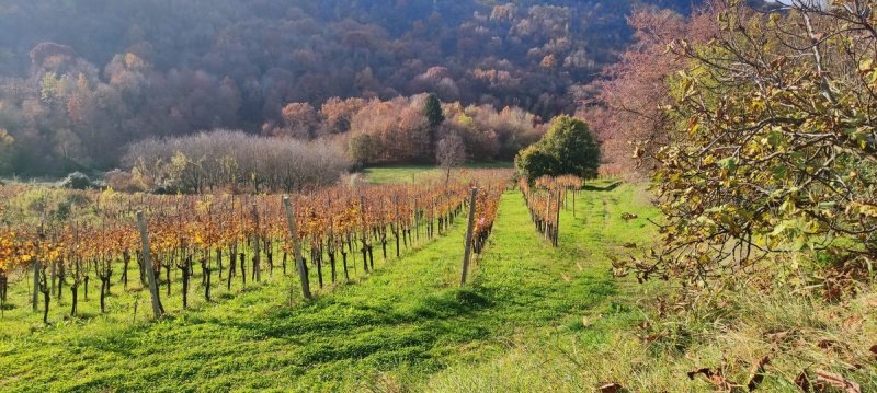 Terreno agrícola em Scanzorosciate