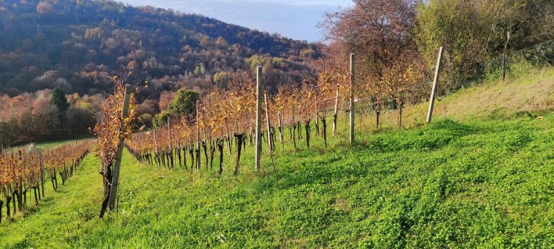 Terreno agrícola em Scanzorosciate
