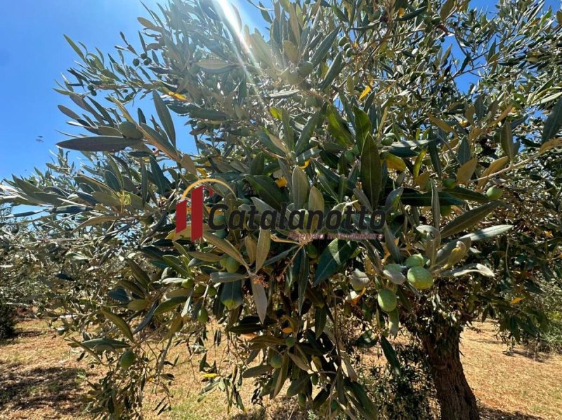 Terreno agricolo a Castelvetrano