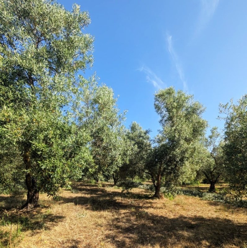 Landwirtschaftliche Fläche in Quartu Sant'Elena
