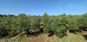 Landbouwgrond in Quartu Sant'Elena