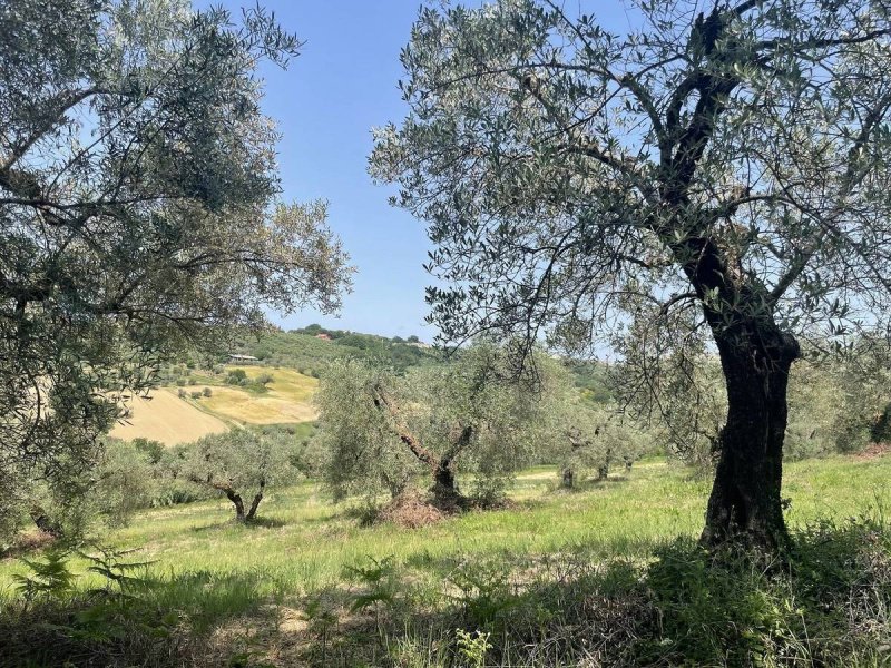 Terreno agrícola em Narni