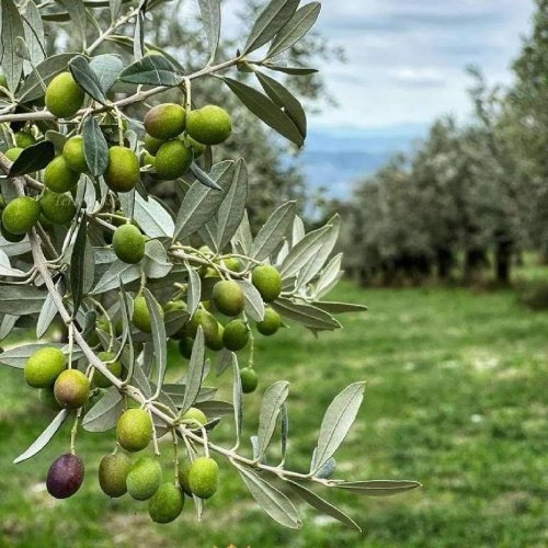 Jordbruksmark i Narni