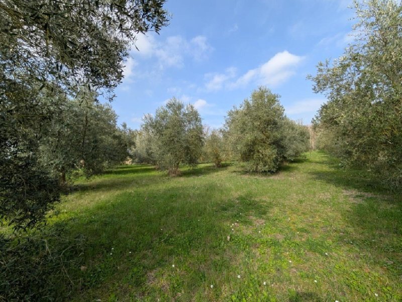 Landwirtschaftliche Fläche in Filottrano