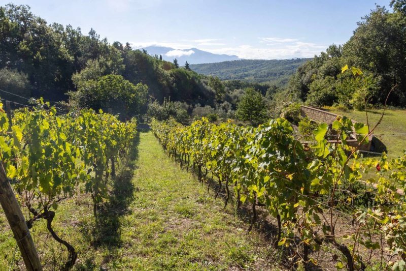 Lantställe i Montalcino