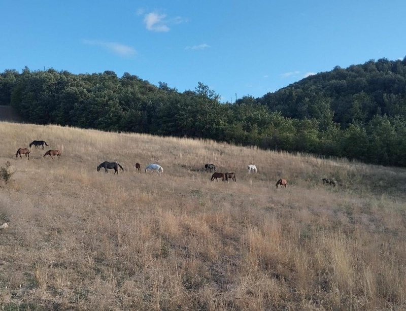 Bouwgrond in Casole d'Elsa