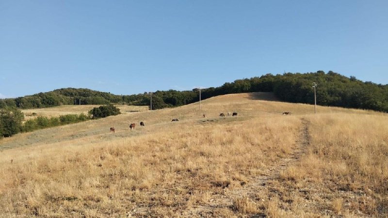 Bouwgrond in Casole d'Elsa