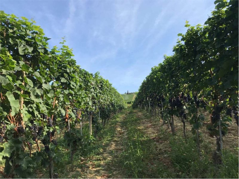 Landwirtschaftliche Fläche in Castelletto Molina