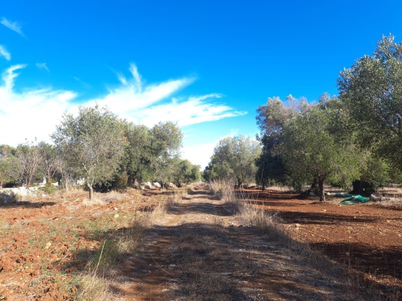 Casa Trullo em Carovigno