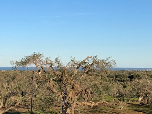 Building plot in Carovigno
