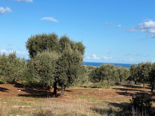 卡罗维尼奥建筑用地