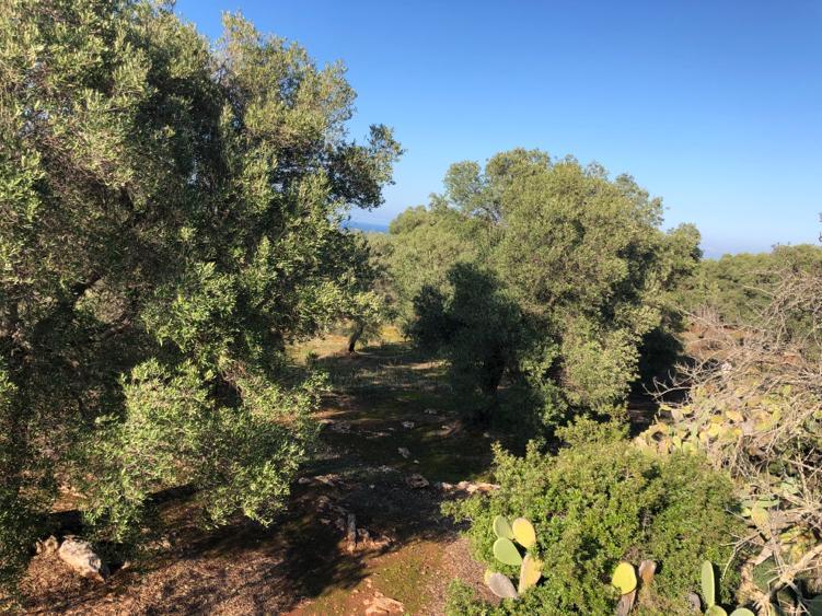 Bouwgrond in Carovigno