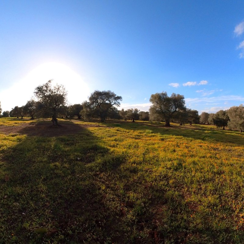 切列梅萨皮卡特魯洛