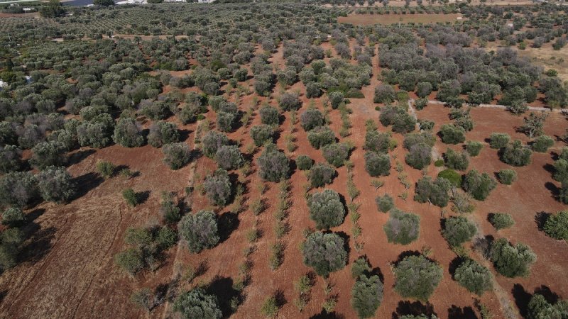 卡罗维尼奥建筑用地