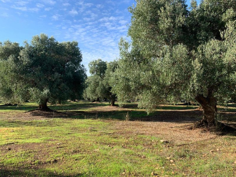 Строительный участок в Каровиньо