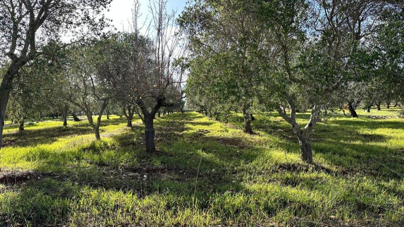 Casolare a Ostuni