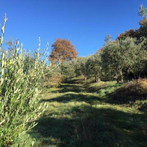 Terreno agricolo a Montepulciano