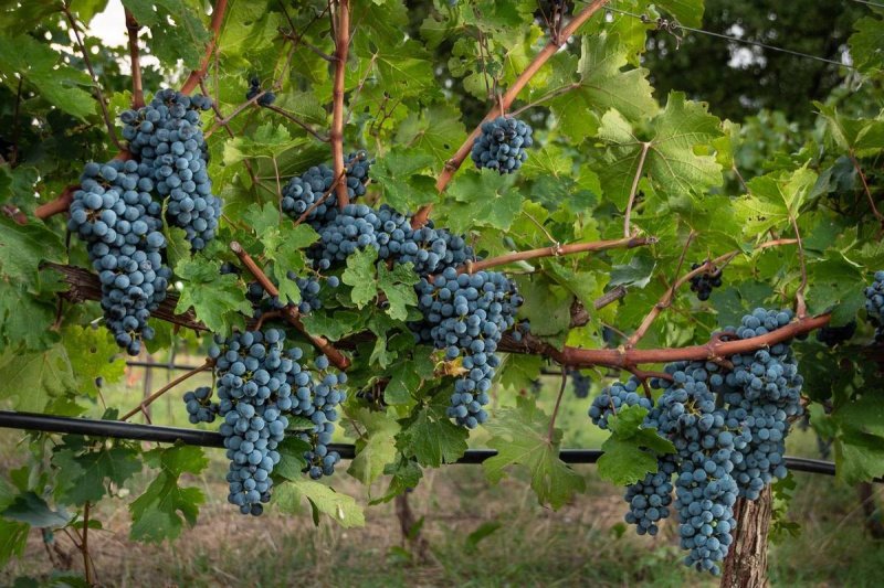 Terreno agricolo a Sinalunga