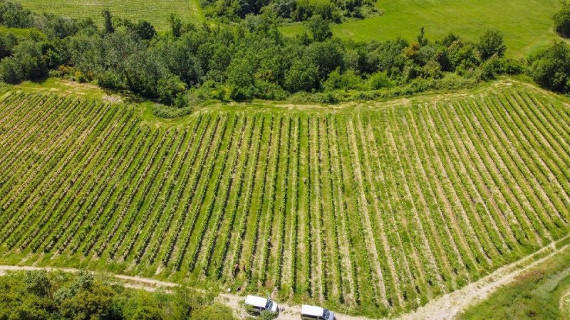 Landwirtschaftliche Fläche in Sinalunga