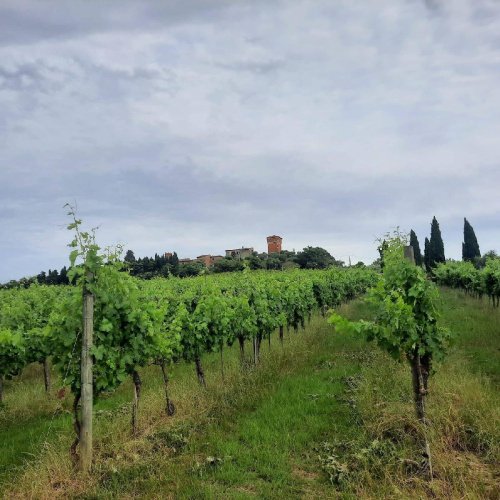 Azienda agricola a Montepulciano