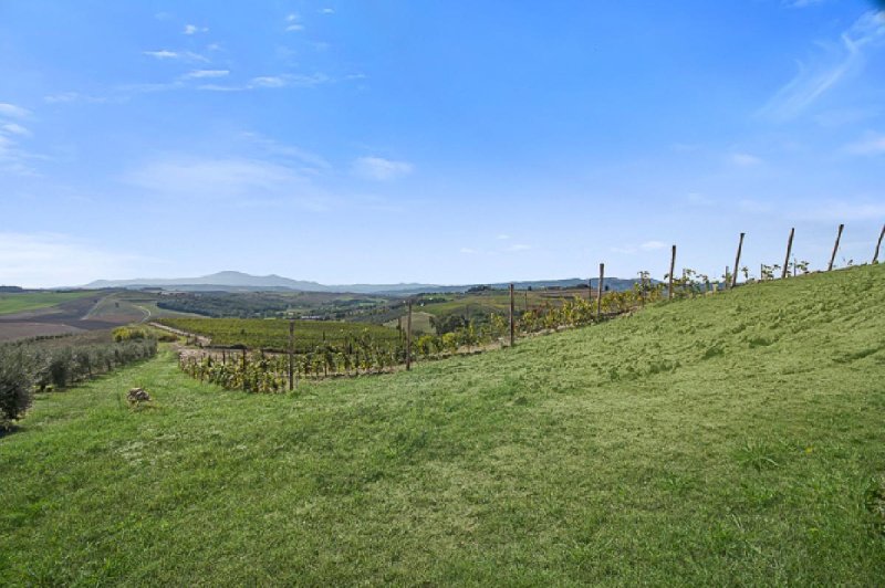 Lantställe i Montalcino