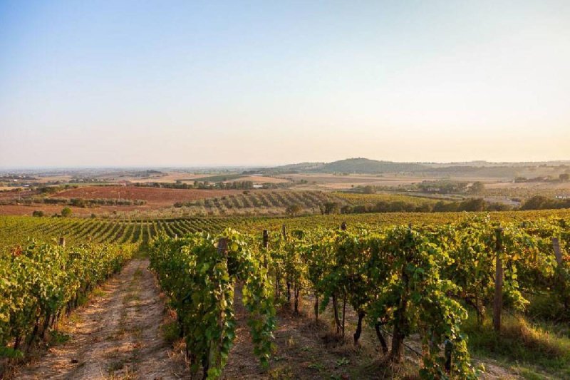 Landwirtschaftlicher Betrieb in Scansano