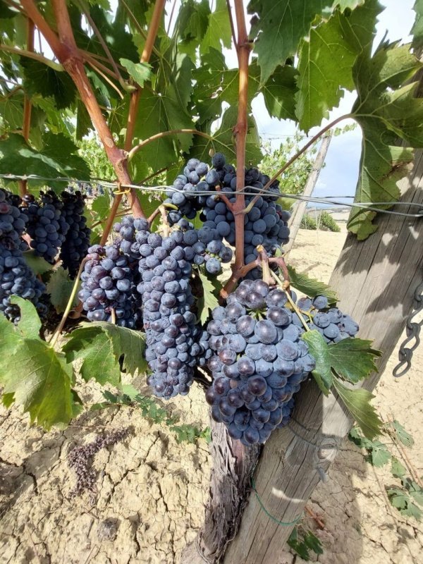 蒙塔尔奇诺农场