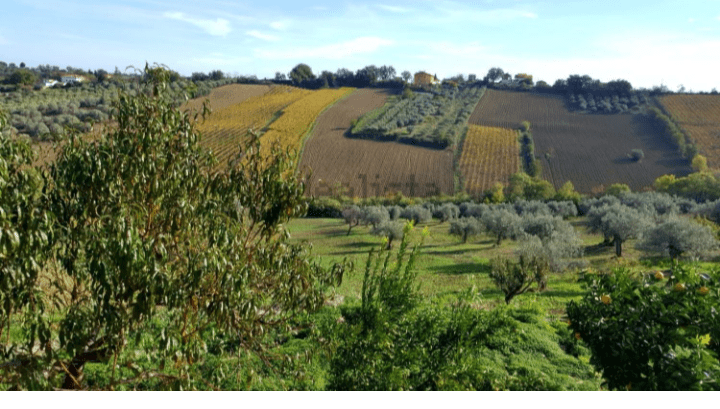 托里诺-迪桑格罗农舍