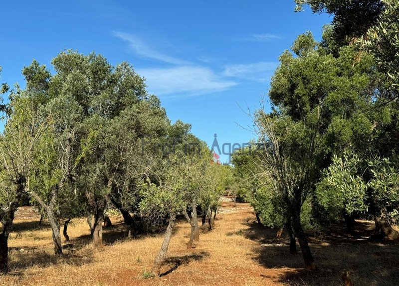 Trullo en Carovigno