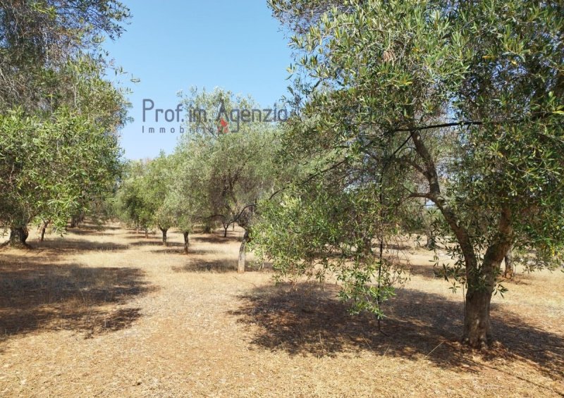 Terreno agrícola en Carovigno