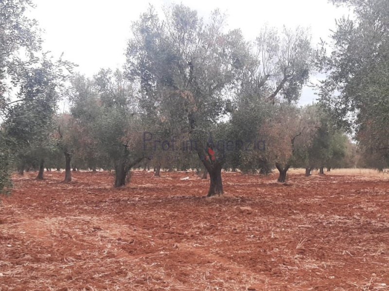 Terreno para construção em San Vito dei Normanni