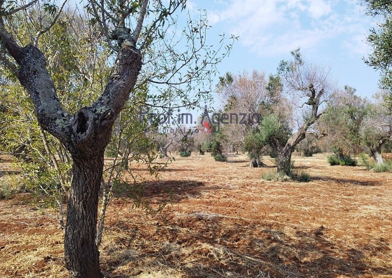 Terreno en San Vito dei Normanni