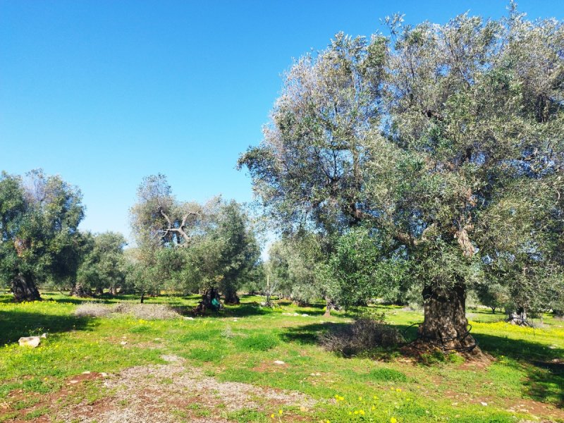 Bouwgrond in Carovigno