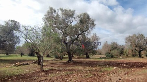 Участок земли в Сан-Вито-деи-Норманни