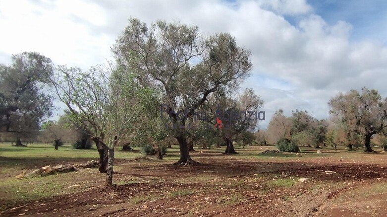 Участок земли в Сан-Вито-деи-Норманни