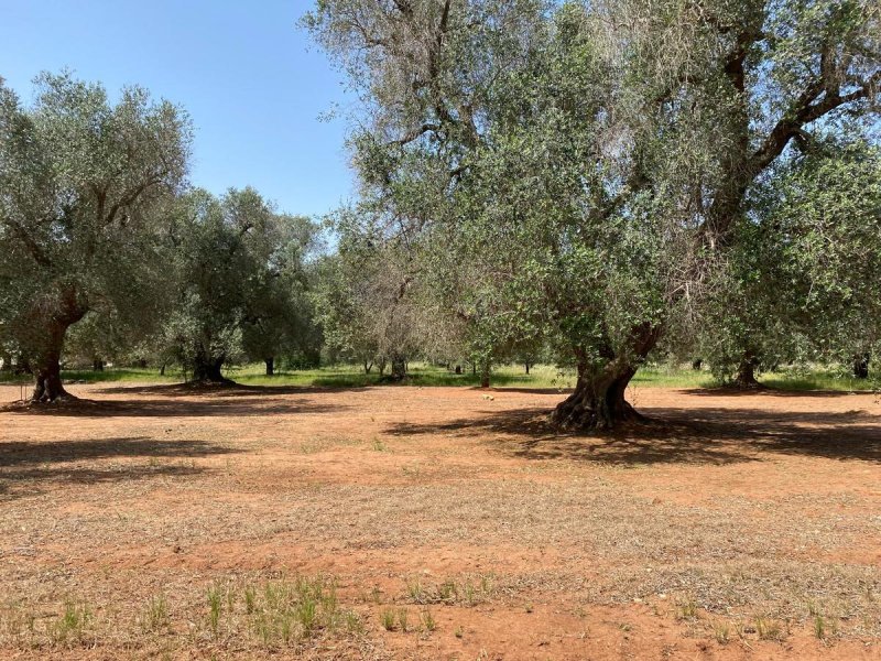 Trullo en San Michele Salentino